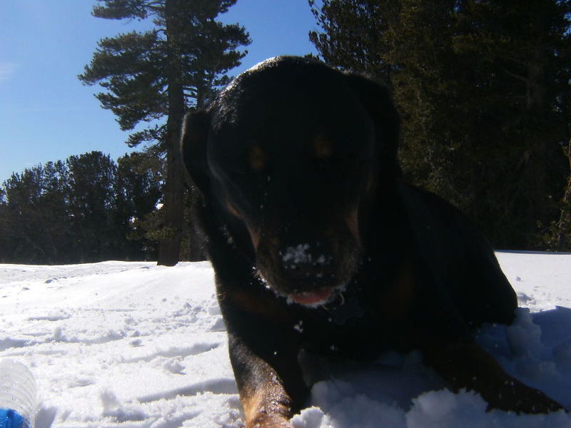 He loved eating snow