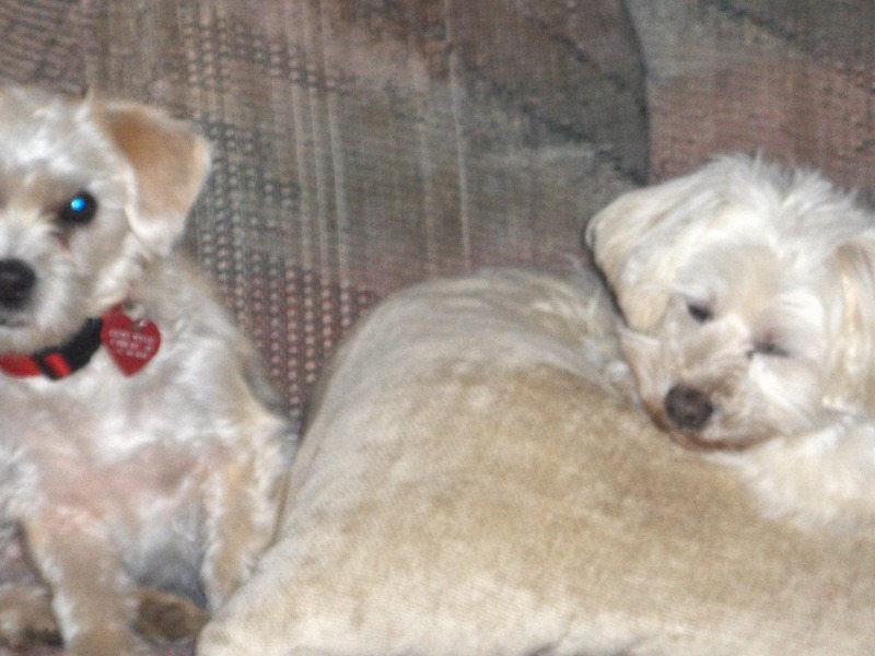 Left, our puppy kisses who misses her brother so much. Right, our lucky baby, rest easy.