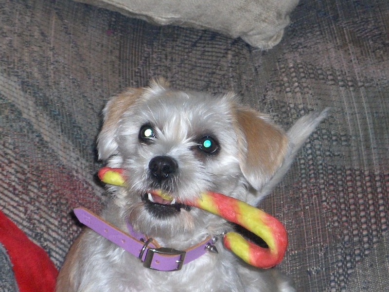Lucky's sister who misses him very much. Kisses, age 3 1/2