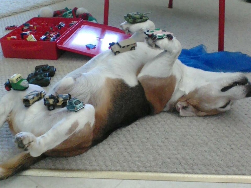 placing toy cars on you after a belly rub