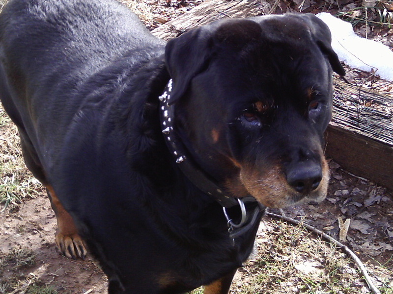 CHECKING OUT THE NEIGHBORS DOGS