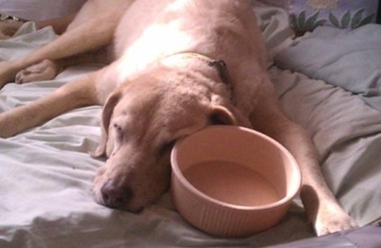 Our last trip to Kansas tired Ryder out and when we arrived he fell asleep atop his water dish.