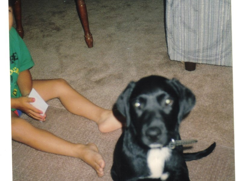 Roscoe as a puppy with our son in background