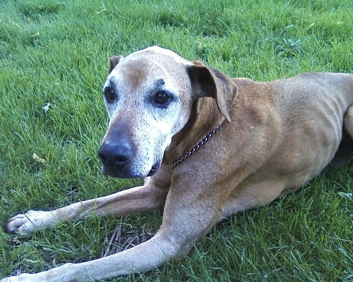 Laying in the grass , chillin :)