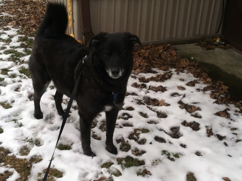 Maggie wondering why the snow is gone. She loves the snow.