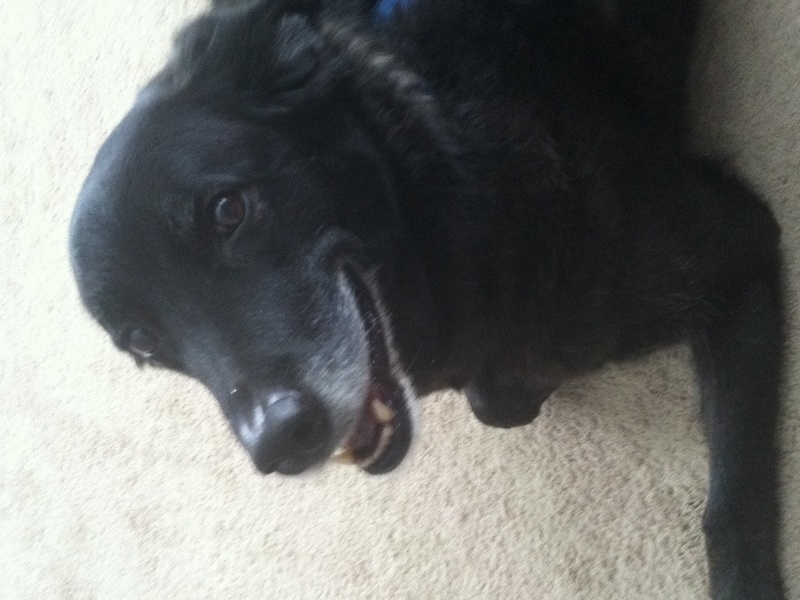 Maggie looking up at me with her big brown eyes.