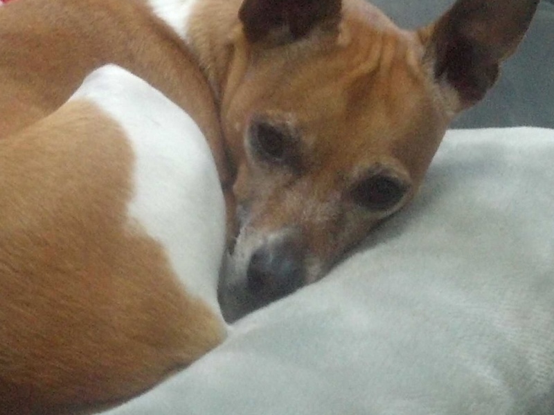 Honey curled up on her pillow