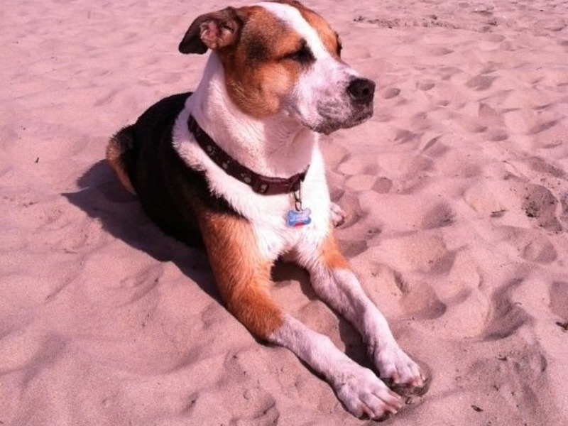 Dog beach