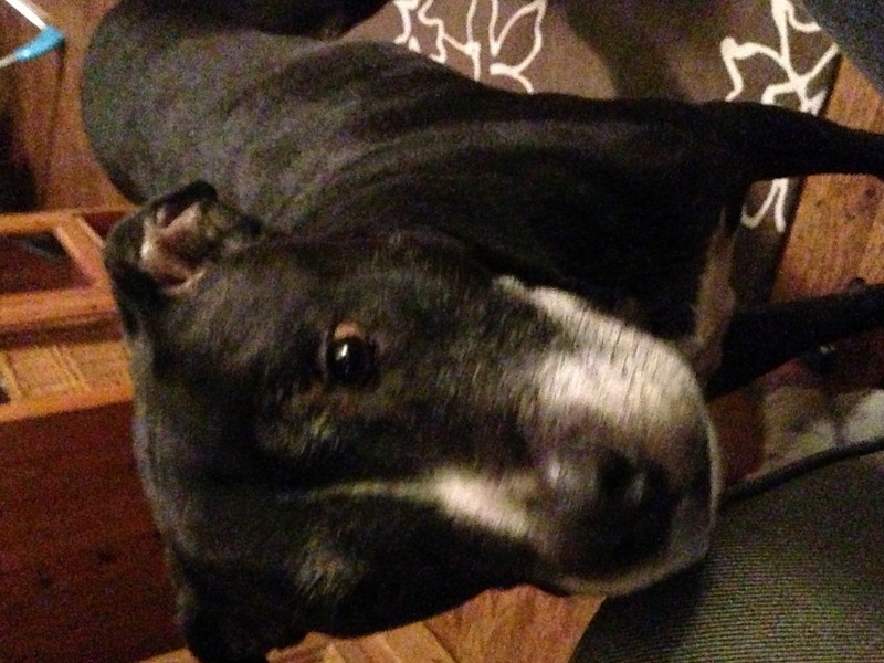 Our Sweet Buddy Boy!