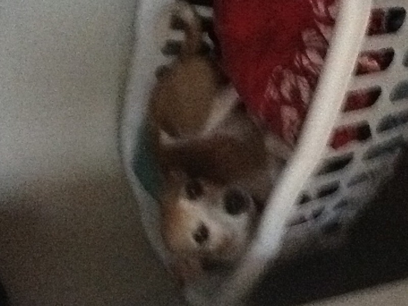 Loved to lay in my laundry basket