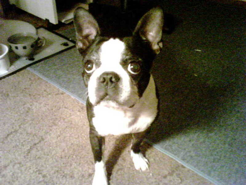 My Baby Bogey!!! We Will Meet Again!!! (2009)