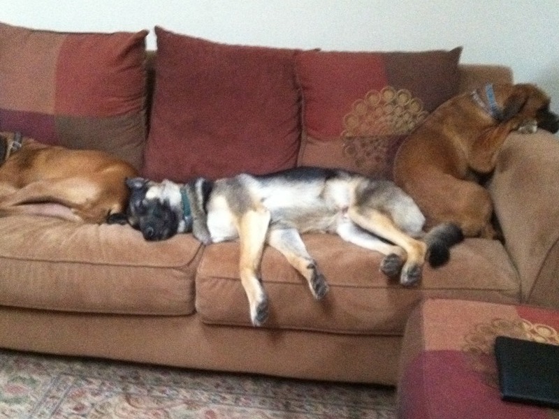 Sugar Nikki And Chloe sleeping on the couch