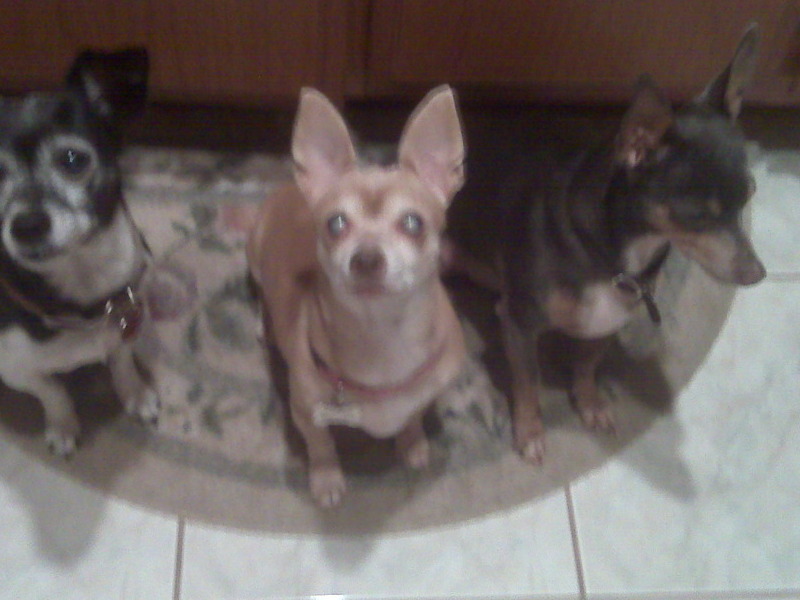 Mimi, Memo and Flaco. Mimi died 7 months ago