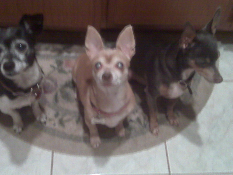 Mimi, Memo and Flaco. Mimi died 7 months ago