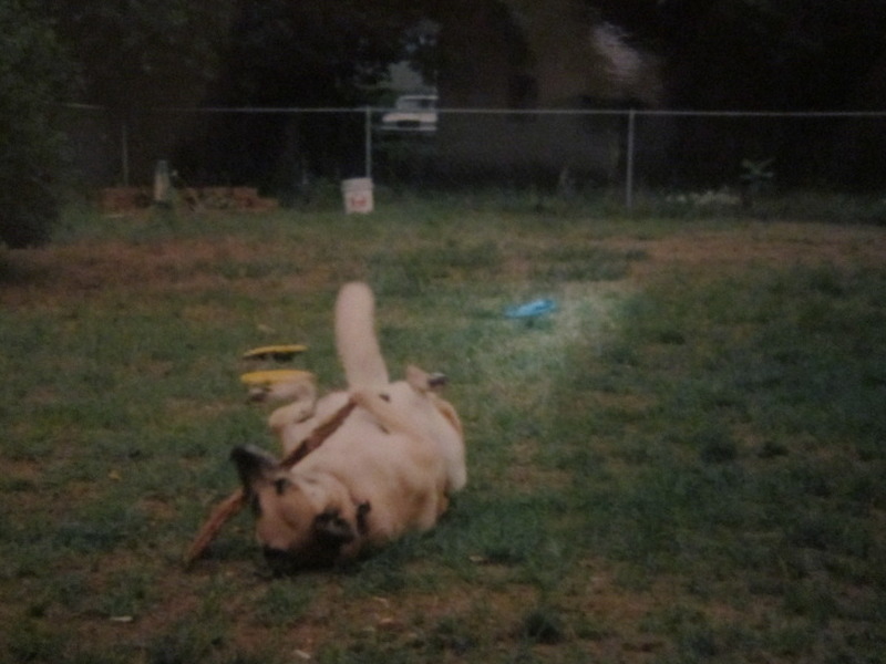 wrestling an aligator.