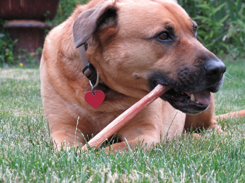 Content with treat, Portland, OR