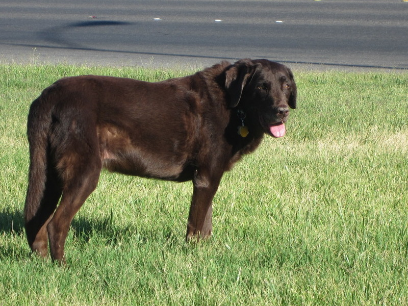 Our old pup on her last day