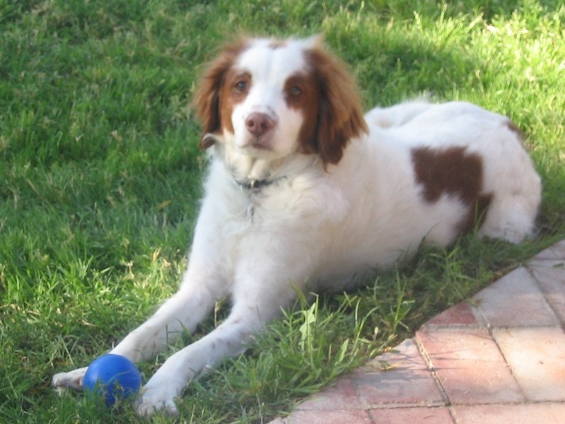 Bandit with his favorite toy