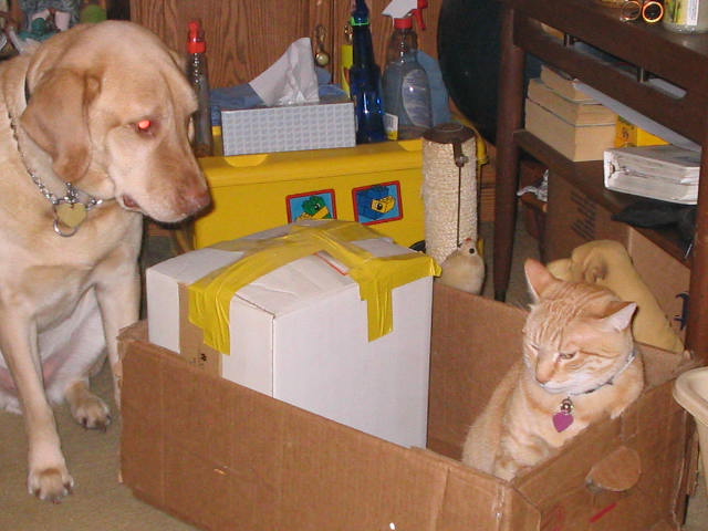 Boskoe trying to get a treat out of box and mosey standing guard