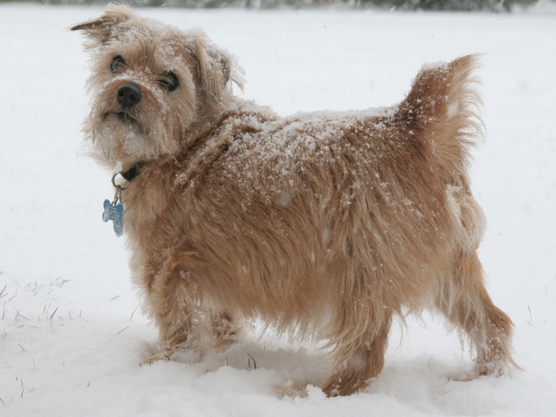 Thunder exploring in the snow- Knowing the shake command came in very handy feb 2011