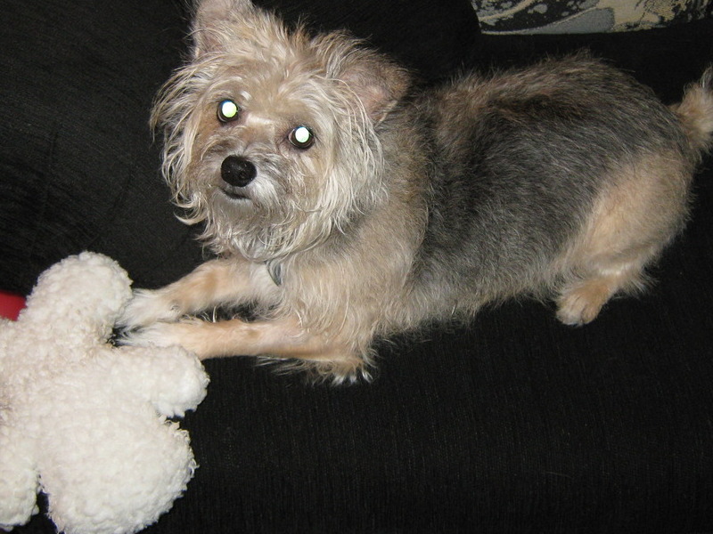 Phoebe with Mr. Squeeky(Her #1 Favorite Toy).