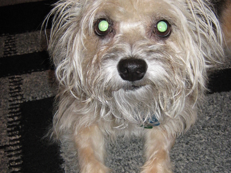 Phoebe wondering what I'm doing with the camera.