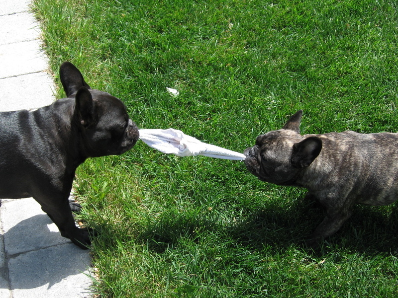 playtime with sister Bailey