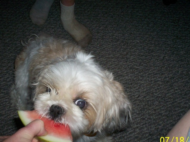 Loving Watermelon