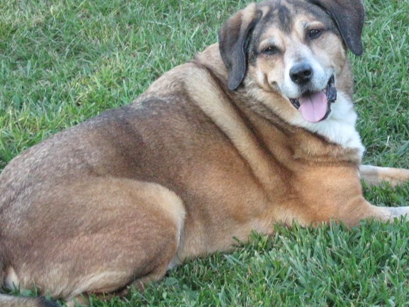 Whitby enjoying laying in the grass at Aunt Charlene's house