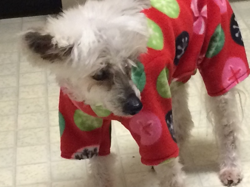 Christmas jammies 