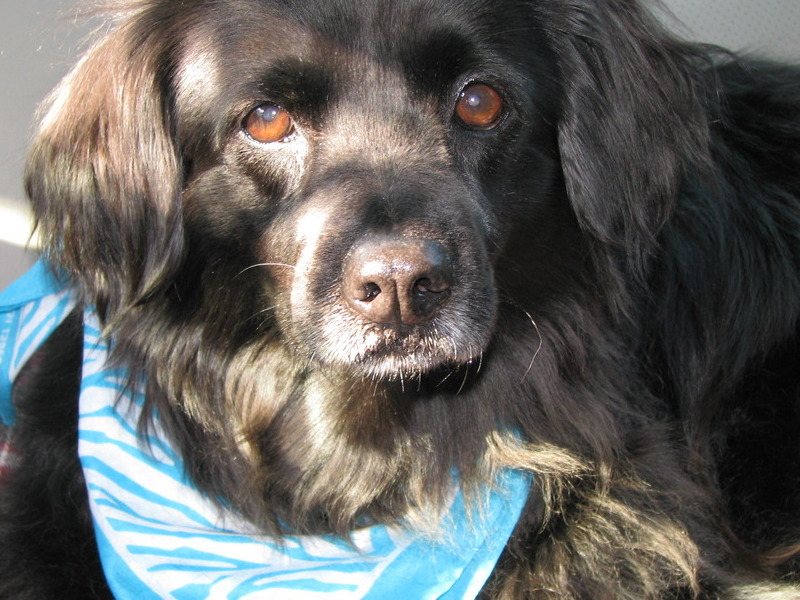 On a car ride to Florida in March 2009. Muffin also LOVED car rides.