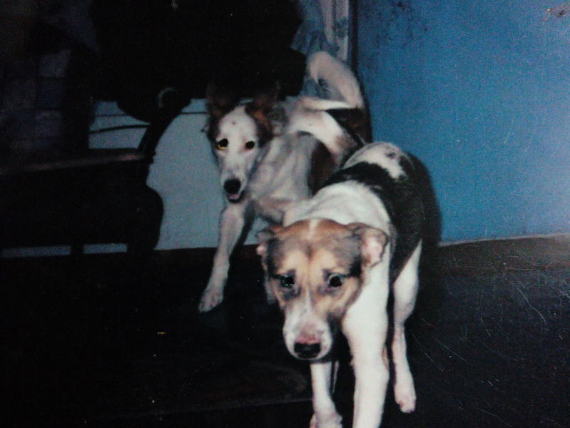 Mao and Kuri