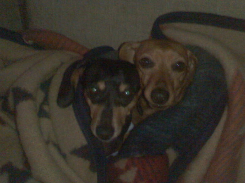 You and Red Rube inside your binkies on the dog couch