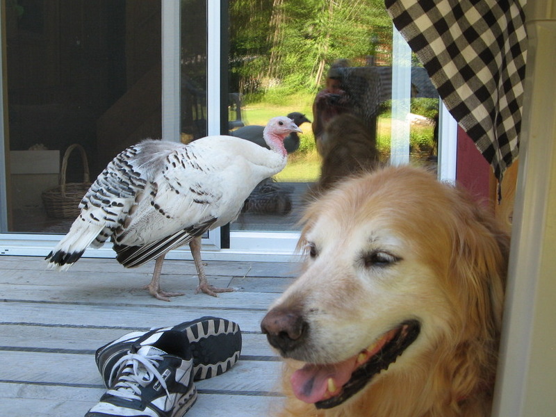 THAT DARN CRAZY TURKEY....