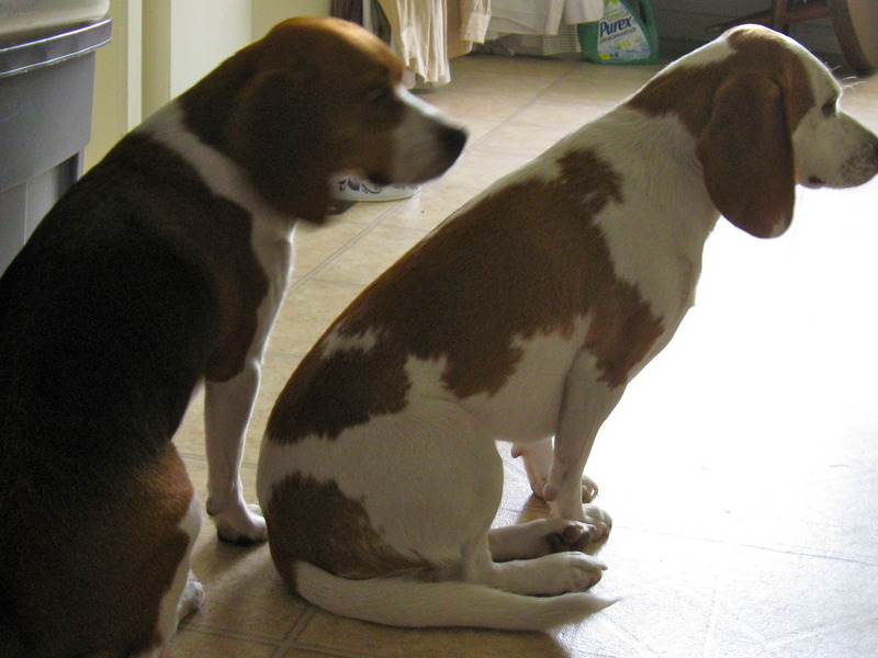 synchronized siamese doggies