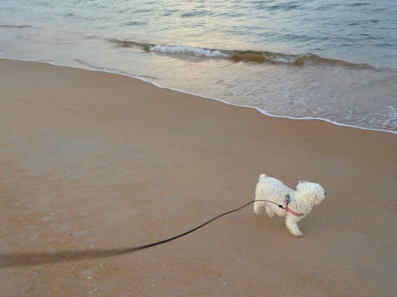 Loved to chase birdies at the beach