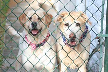 Two beautiful labs.