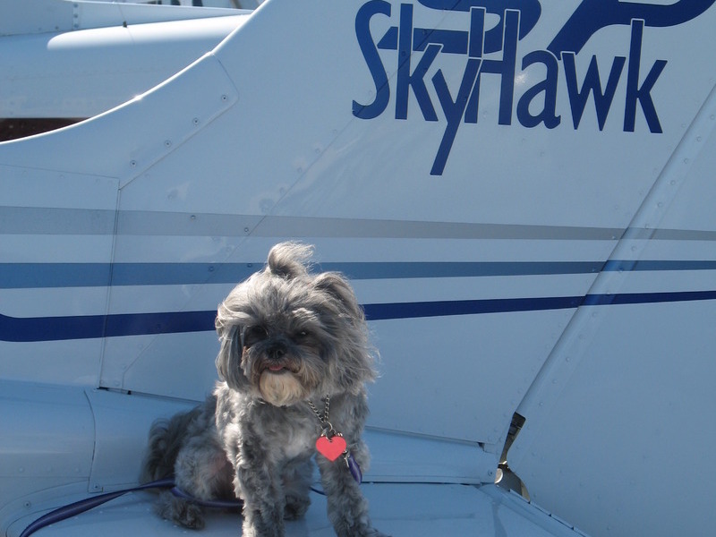 Gracie flew with us to Yosemite!