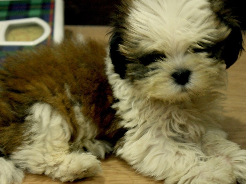 2 months old