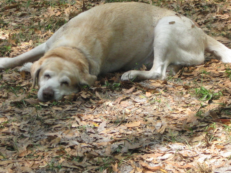 rolling in the grass,