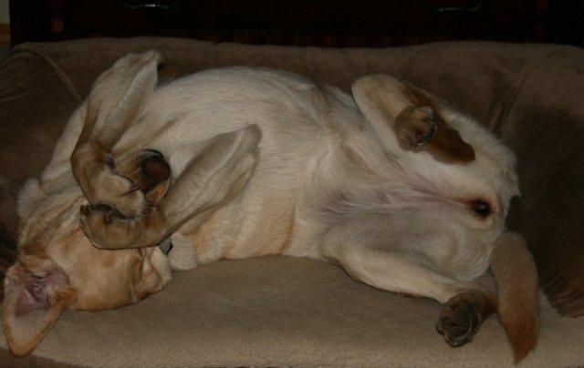 Goodnight Summer...enjoy doggy heaven!