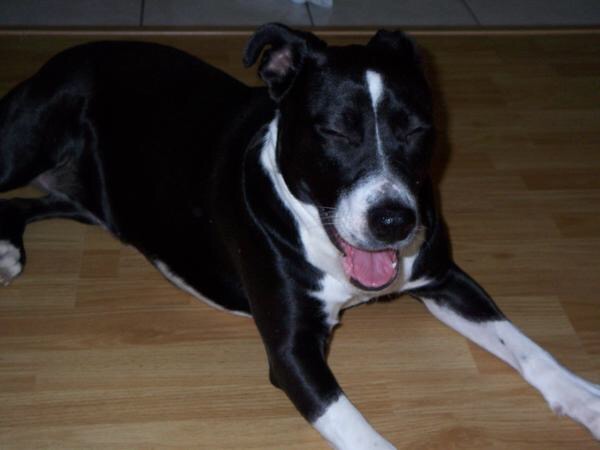 Natale puppy yawn