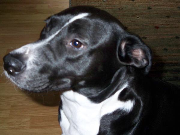 Rubbing her back on carpet & watching her bone closely