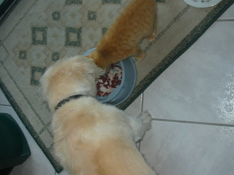 Milo sharing his food with Ben