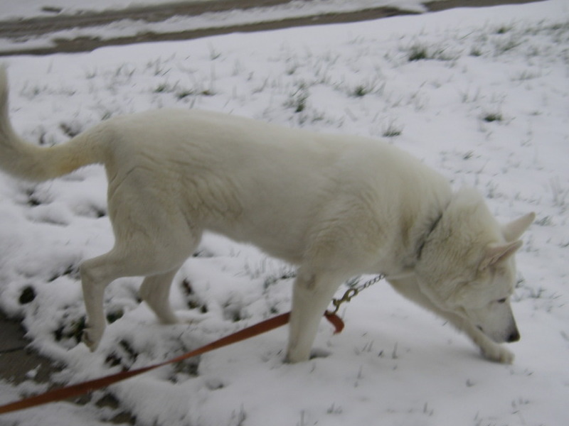 Loved to play in the snow  ....  a Snow Girl!