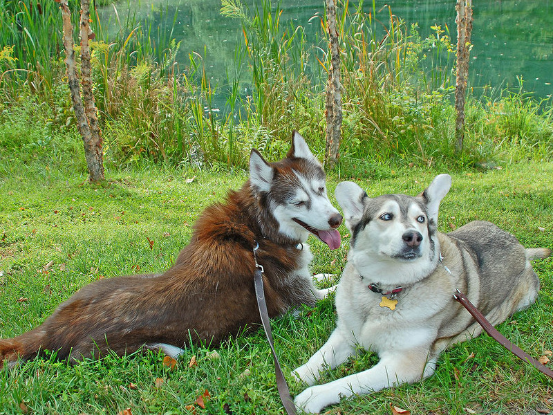 Amber and Indy at a lake near our house in summer 2007