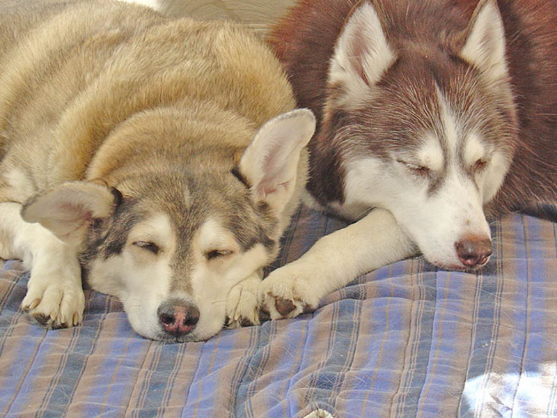 Amber with her cousin Indy. She adored him!