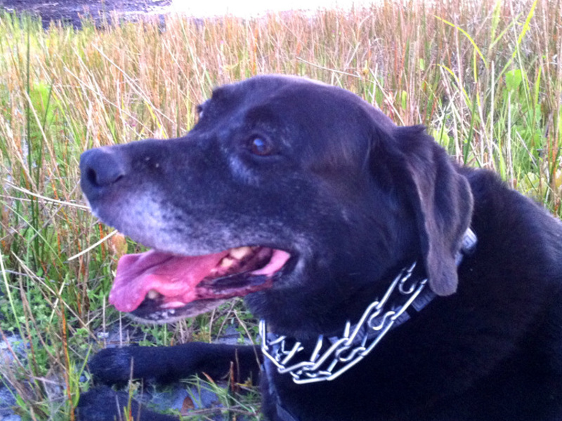 Jack by the lake, 2012 ca