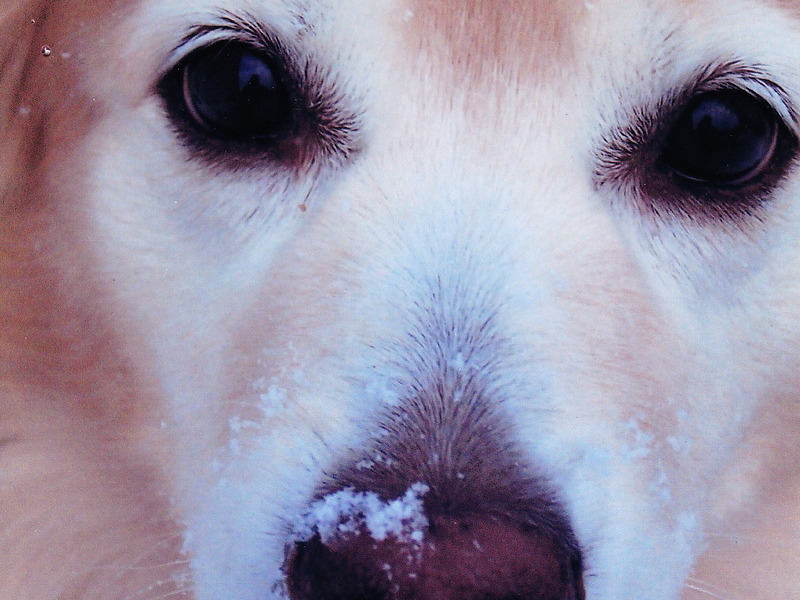 My best girl.  My puppy.