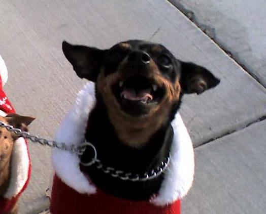 Christmas In Bullhead City AZ